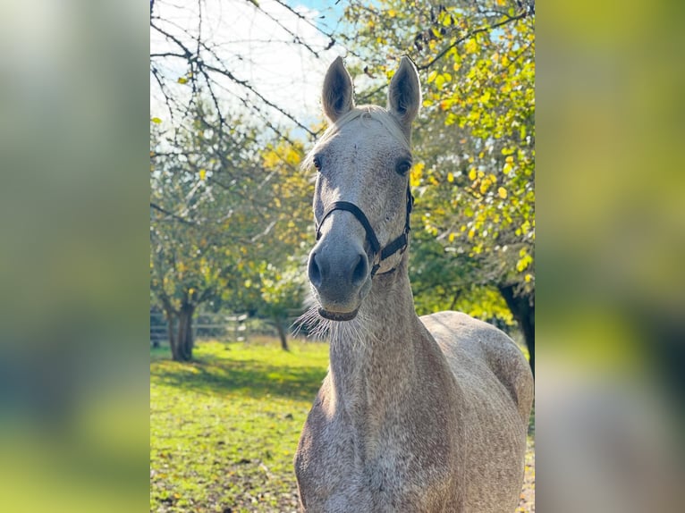 Hanoverian Mare 19 years 16,2 hh Gray-Fleabitten in Rommerskirchen