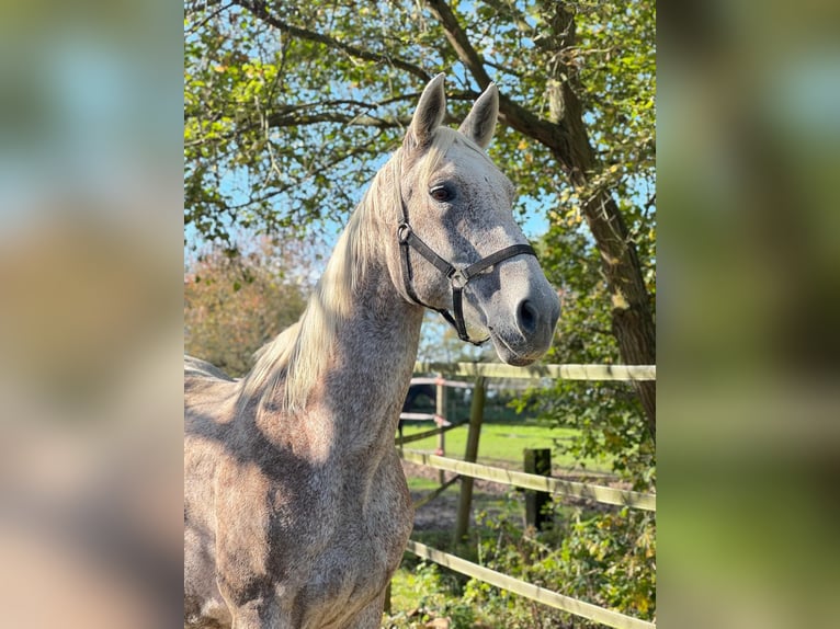 Hanoverian Mare 19 years 16,2 hh Gray-Fleabitten in Rommerskirchen