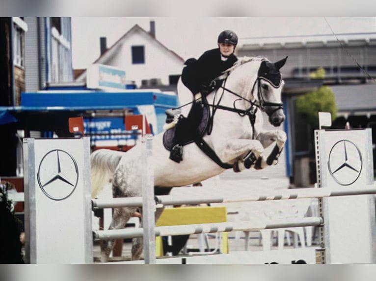 Hanoverian Mare 19 years 16.2 hh Grey in Aalen