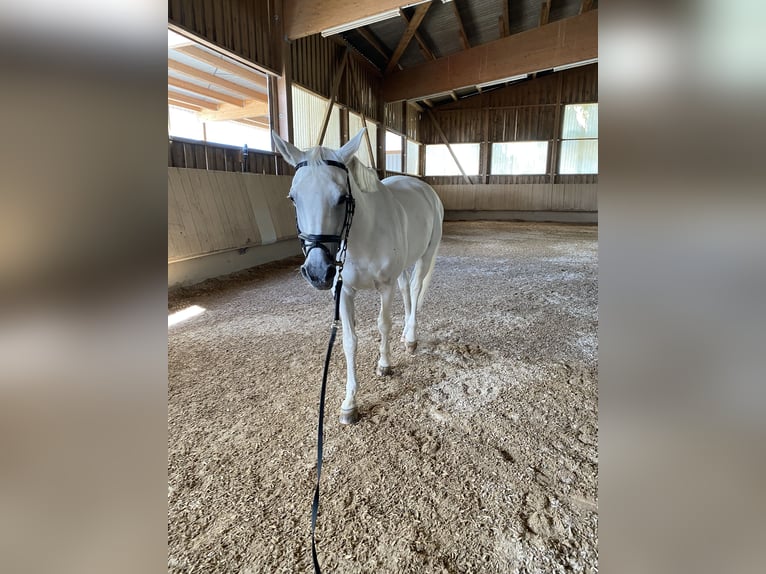 Hanoverian Mare 19 years 16.2 hh Grey in Aalen