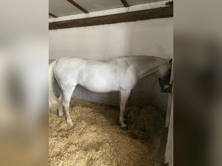 Hanoverian Mare 19 years 16.2 hh Grey in Aalen