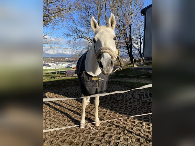 Hanoverian Mare 19 years 16.2 hh Grey in Aalen