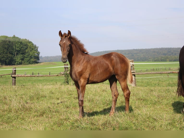 Hanoverian Mare 19 years 16,3 hh Chestnut in Höxter