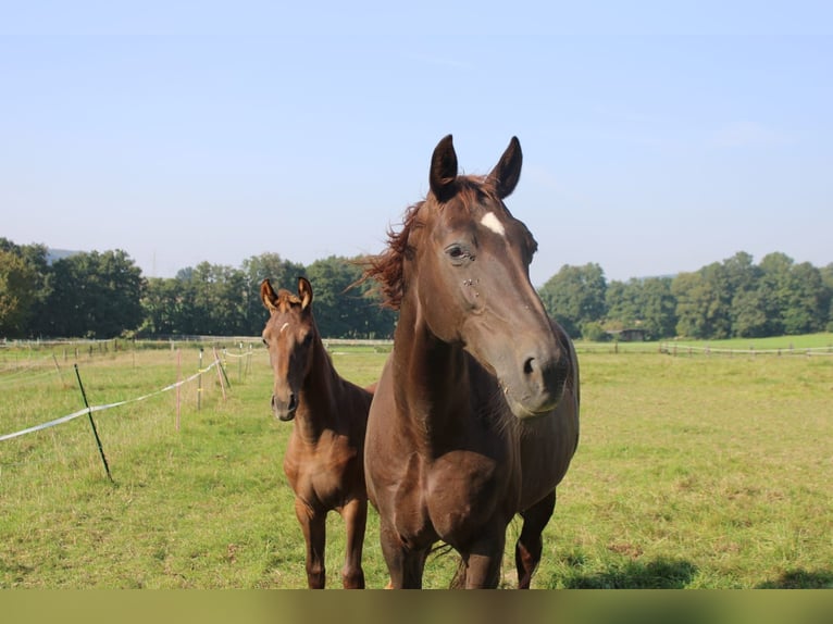 Hanoverian Mare 19 years 16,3 hh Chestnut in Höxter