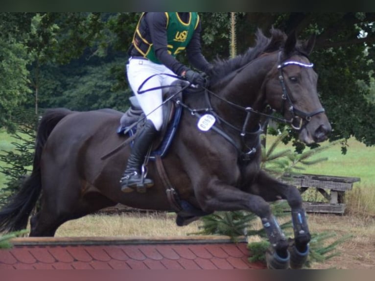 Hanoverian Mare 19 years 16 hh Bay-Dark in Schermbeck