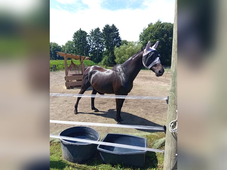 Hanoverian Mare 19 years 16 hh Bay-Dark in Schermbeck