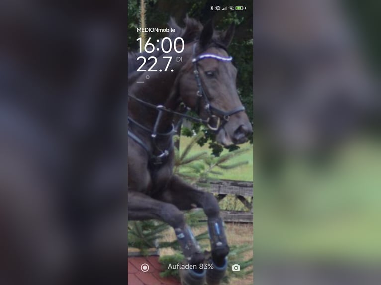 Hanoverian Mare 19 years 16 hh Bay-Dark in Schermbeck