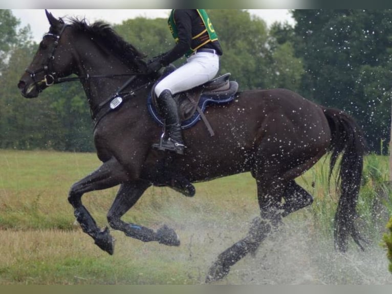 Hanoverian Mare 19 years 16 hh Bay-Dark in Schermbeck