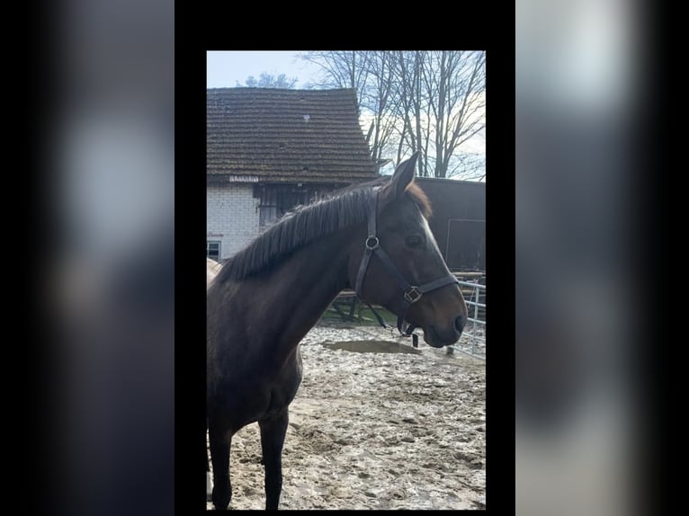 Hanoverian Mare 19 years 16 hh Brown in Hepstedt