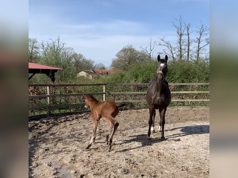 Hanoverian Mare 19 years 16 hh Brown in Hepstedt