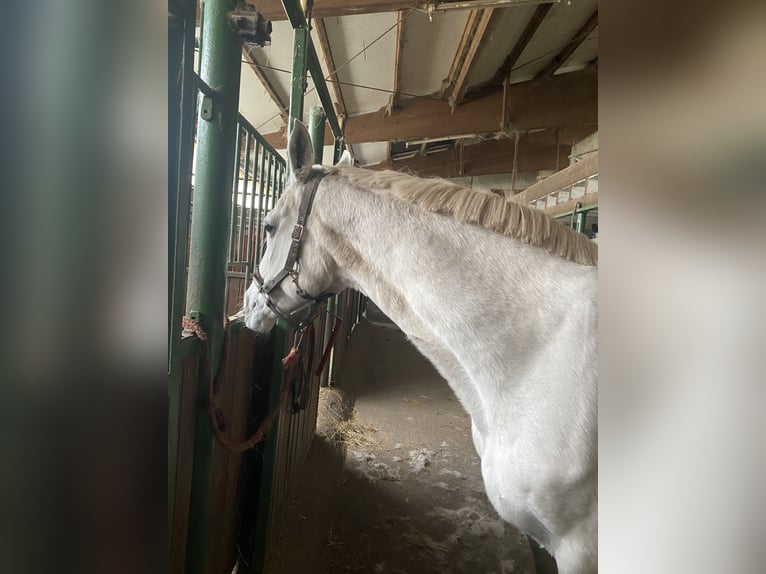 Hanoverian Mare 19 years 16 hh Gray in Baiersbronn