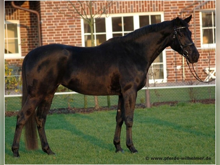 Hanoverian Mare 19 years 16 hh Smoky-Black in Münster