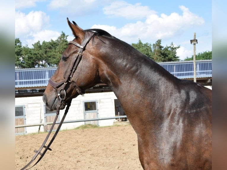 Hanoverian Mare 19 years 16,1 hh Brown in Arneburg