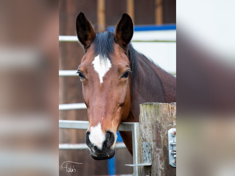 Hanoverian Mare 19 years 16,1 hh Brown in Bad Gams