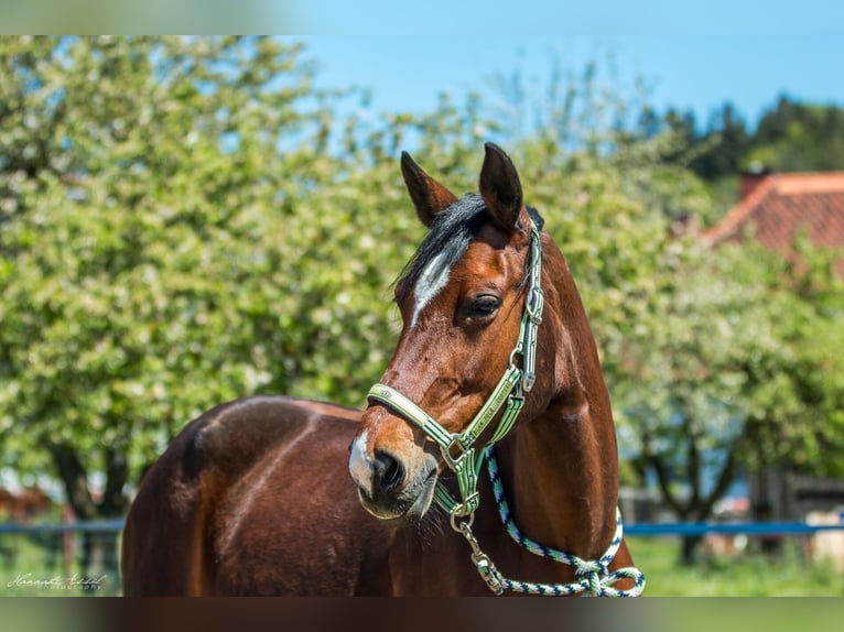 Hanoverian Mare 19 years 16,1 hh Brown in Bad Gams