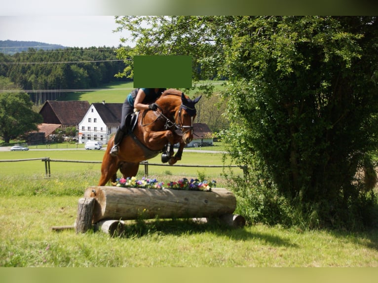 Hanoverian Mare 19 years 16,1 hh Chestnut-Red in Argenbühl Hanoverian Mare 19 years 16,1 hh Chestnut-Red in Argenbühl