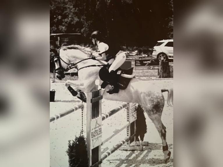 Hanoverian Mare 19 years 16,2 hh Grey in Aalen
