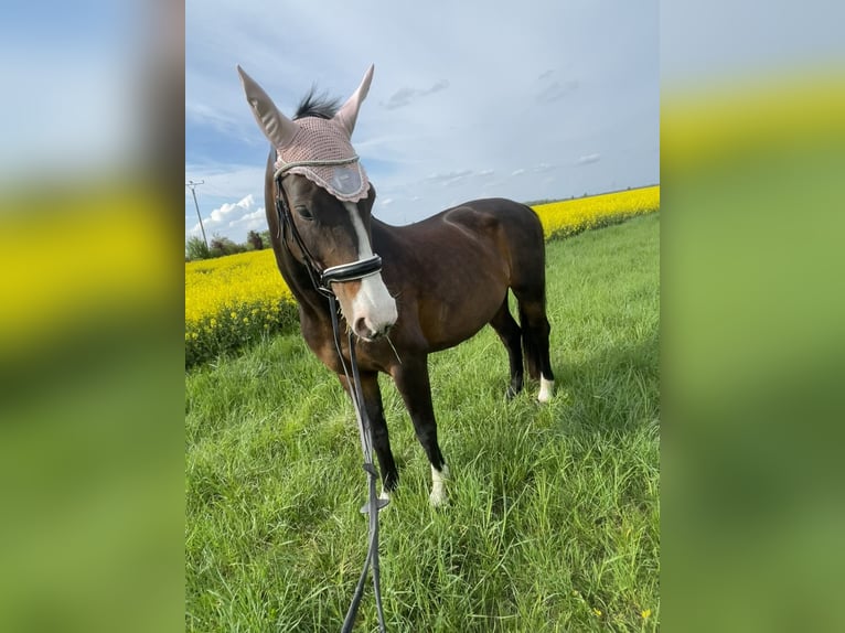 Hanoverian Mare 19 years 16,2 hh Smoky-Black in Krostitz