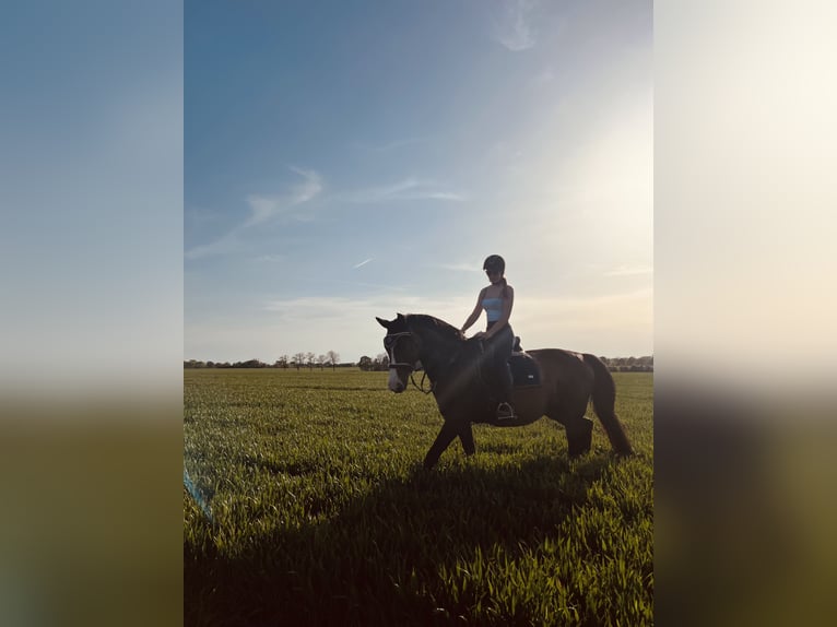 Hanoverian Mare 19 years 16,2 hh Smoky-Black in Krostitz