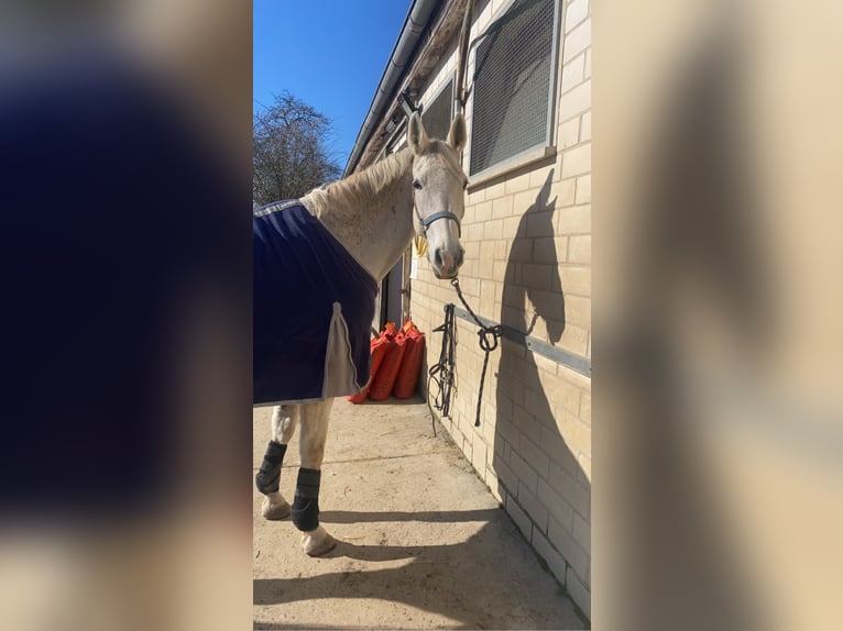 Hanoverian Mare 19 years 17 hh Gray-Fleabitten in Borken