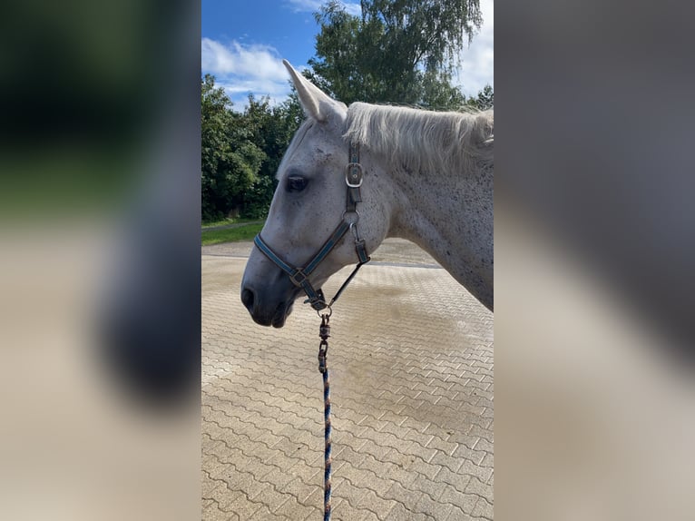 Hanoverian Mare 19 years 17 hh Gray-Fleabitten in Borken