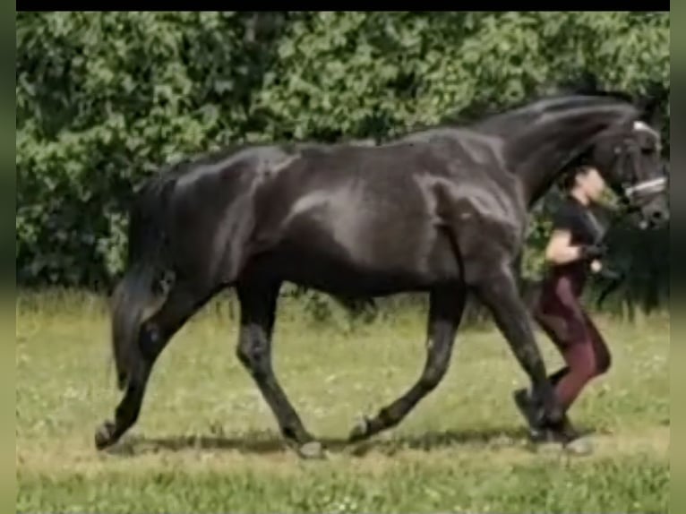 Hanoverian Mare 19 years Smoky-Black in Velpke
