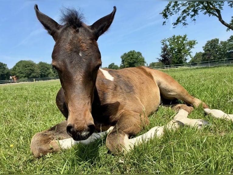 Hanoverian Mare 1 year 14.2 hh Brown in Neuenhaus
