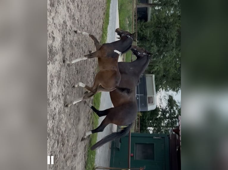 Hanoverian Mare 1 year 14.2 hh Brown in Neuenhaus