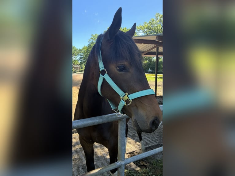 Hanoverian Mare 1 year 14.2 hh Brown in Neuenhaus