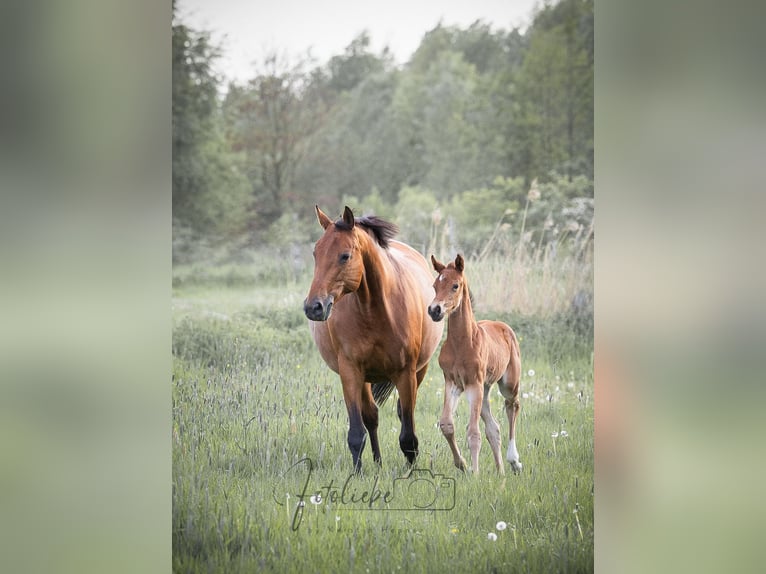 Hanoverian Mare 1 year 14,2 hh Brown in Gifhorn