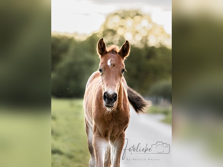 Hanoverian Mare 1 year 14,2 hh Brown in Gifhorn