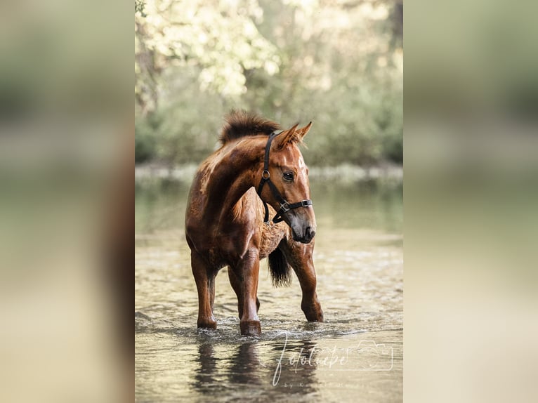 Hanoverian Mare 1 year 14,2 hh Brown in Gifhorn