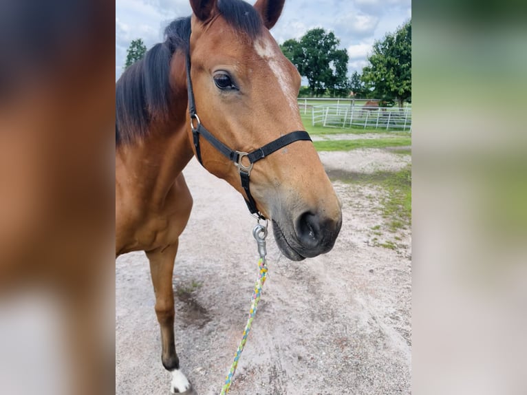 Hanoverian Mare 1 year 14,2 hh Brown in Gifhorn
