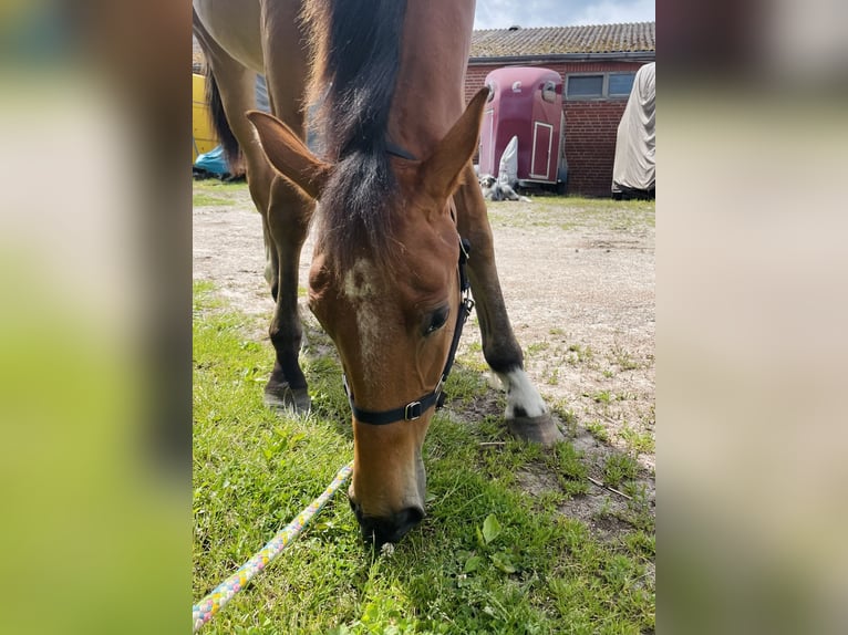 Hanoverian Mare 1 year 14,2 hh Brown in Gifhorn