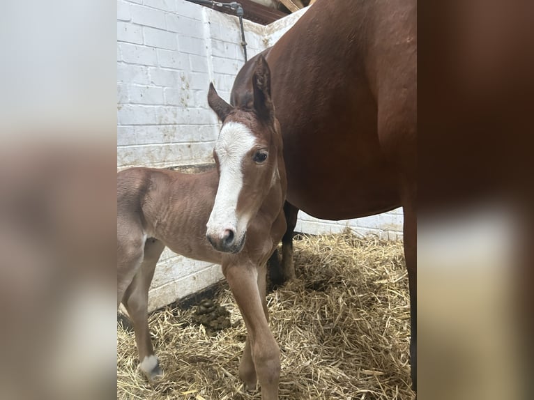 Hanoverian Mare 1 year 14,2 hh Can be white in Nienhagen