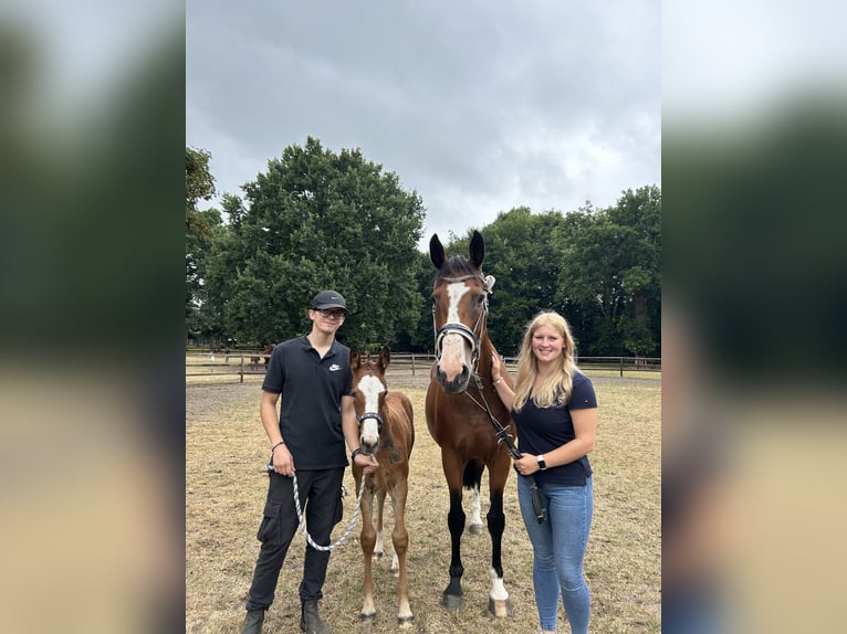 Hanoverian Mare 1 year 14,2 hh Can be white in Nienhagen