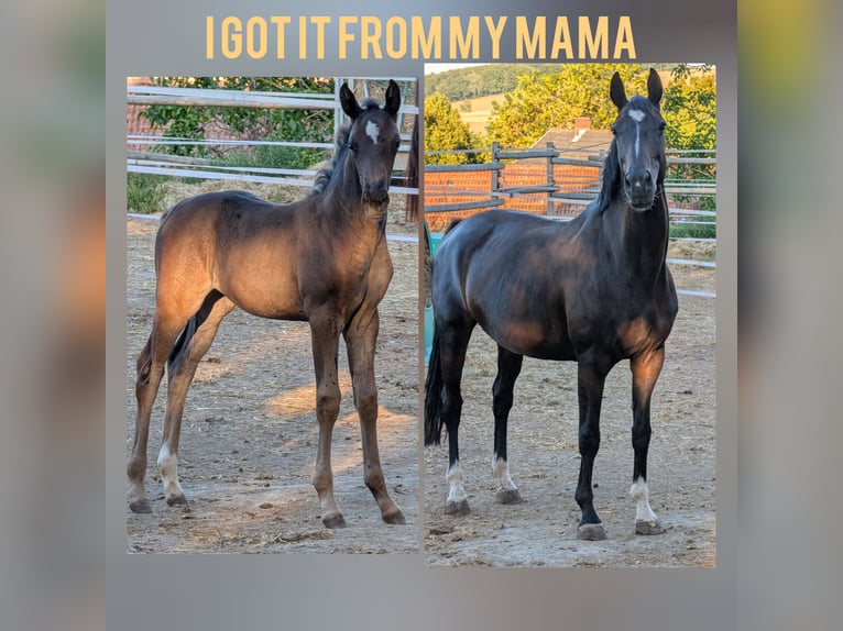 Hanoverian Mare 1 year 15.1 hh Bay-Dark in Herren-Sulzbach