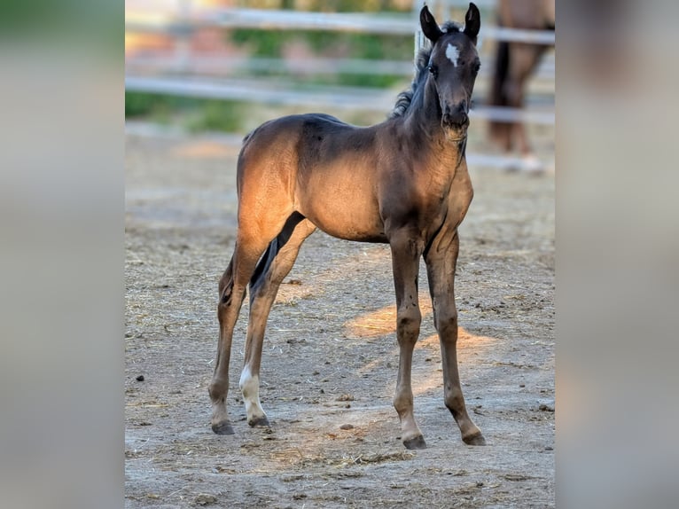 Hanoverian Mare 1 year 15.1 hh Bay-Dark in Herren-Sulzbach