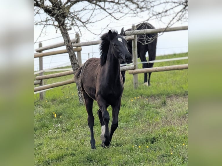 Hanoverian Mare 1 year 15.1 hh Bay-Dark in Herren-Sulzbach