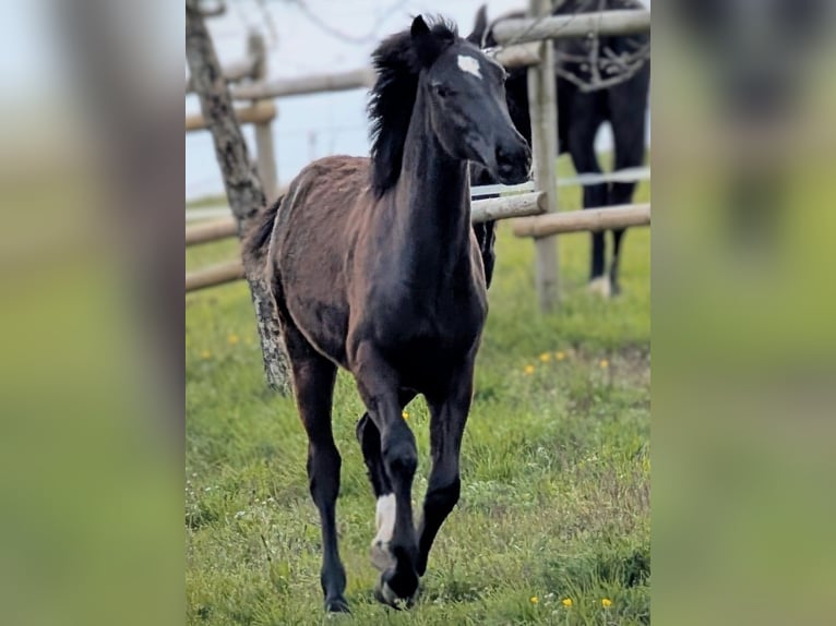 Hanoverian Mare 1 year 15.1 hh Bay-Dark in Herren-Sulzbach