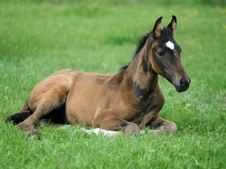 Hanoverian Mare 1 year 15,1 hh Bay-Dark in Isernhagen