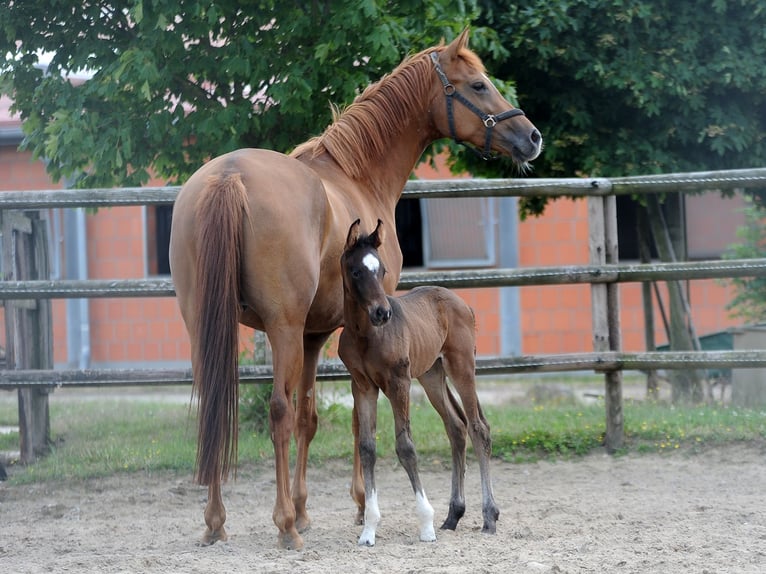 Hanoverian Mare 1 year 15,1 hh Bay-Dark in Isernhagen