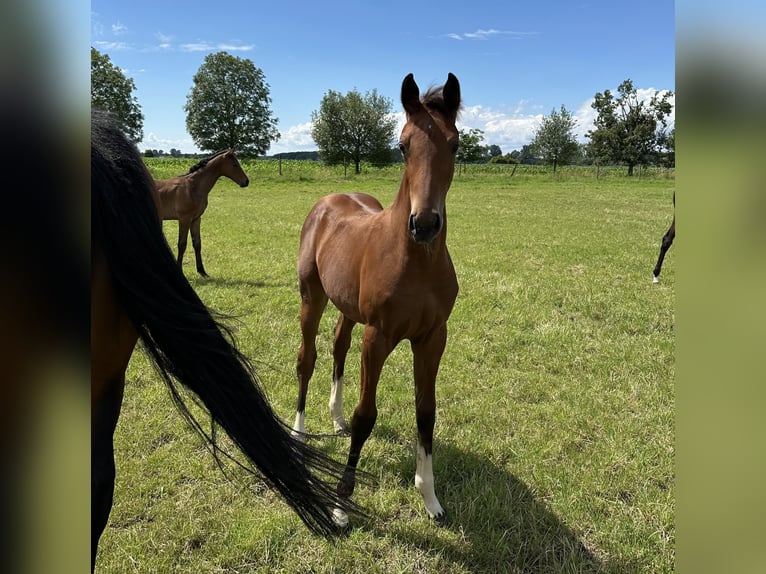 Hanoverian Mare 1 year 15,3 hh Brown in Babenhausen