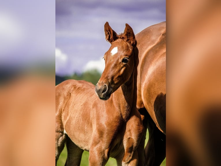 Hanoverian Mare 1 year 15,2 hh Chestnut-Red in Buseck
