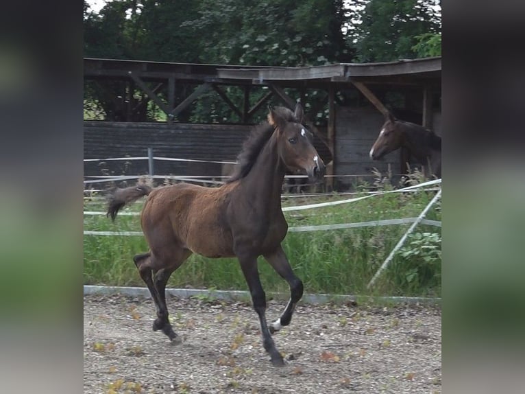 Hanoverian Mare 1 year 16,1 hh Bay-Dark in Ratekau