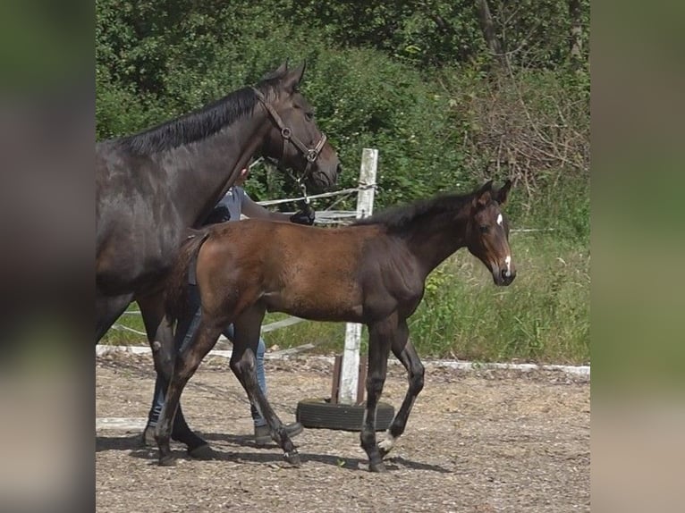 Hanoverian Mare 1 year 16,1 hh Bay-Dark in Ratekau