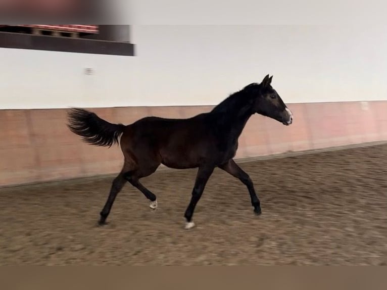 Hanoverian Mare 1 year 16,1 hh Bay-Dark in Verl