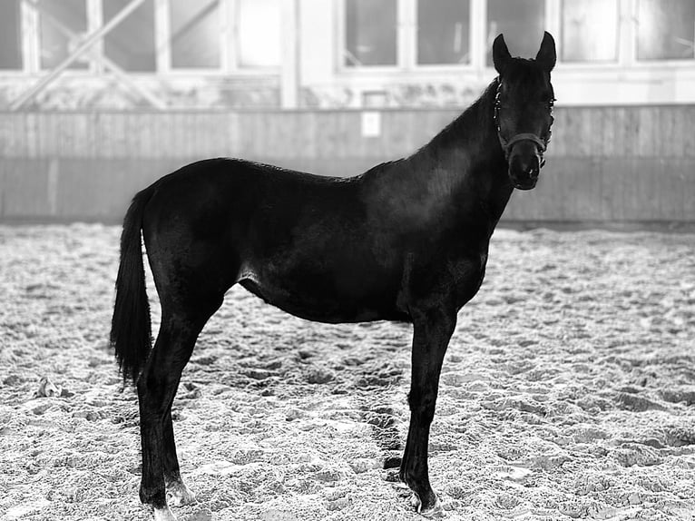 Hanoverian Mare 1 year 16.1 hh Bay-Dark in Żory