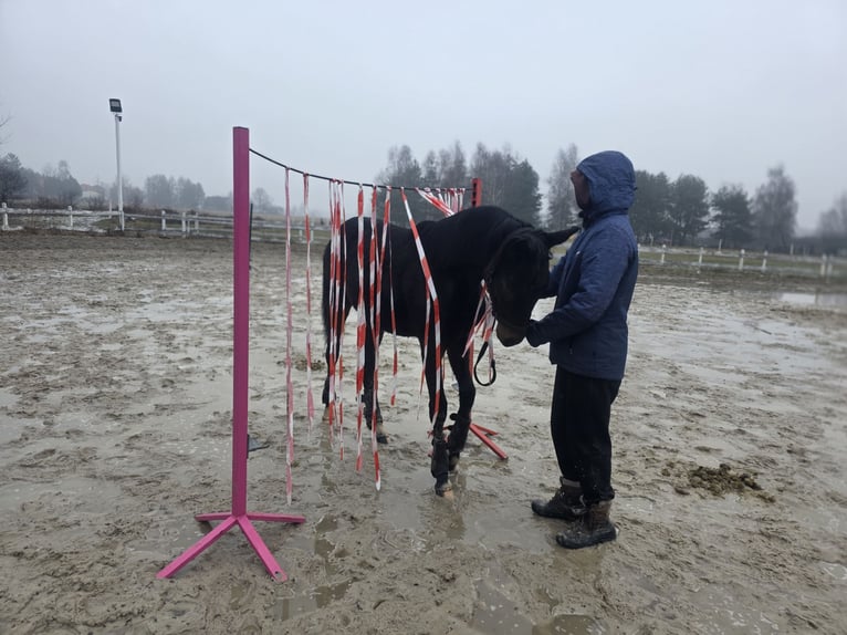 Hanoverian Mare 1 year 16.1 hh Bay-Dark in Żory