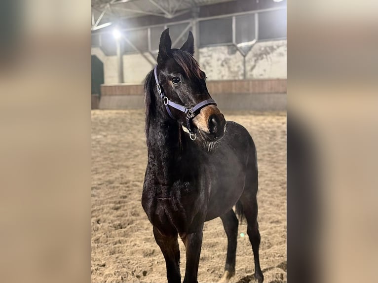 Hanoverian Mare 1 year 16.1 hh Bay-Dark in Żory